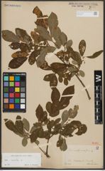 Foto von Salix aurita L.
